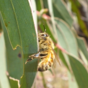 Apis mellifera at Stromlo, ACT - 27 Sep 2017