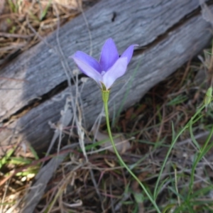 Wahlenbergia capillaris at Stromlo, ACT - 27 Sep 2017