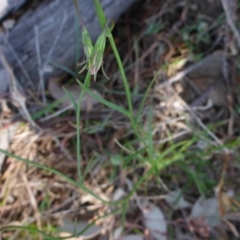 Wahlenbergia capillaris at Stromlo, ACT - 27 Sep 2017