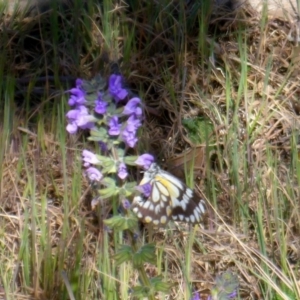 Belenois java at Stromlo, ACT - 27 Sep 2017