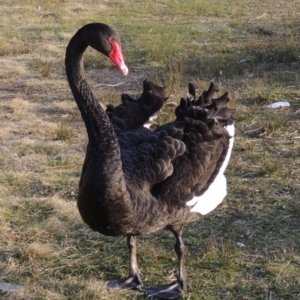 Cygnus atratus at Greenway, ACT - 22 Sep 2017