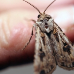 Agrotis munda (Brown Cutworm) at O'Connor, ACT - 25 Sep 2017 by ibaird