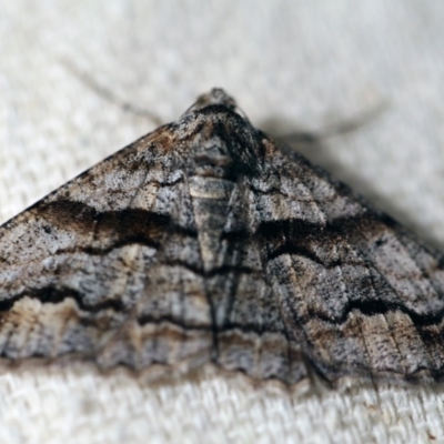 Gastrinodes bitaeniaria (Buff Bark Moth) at O'Connor, ACT - 25 Sep 2017 by ibaird