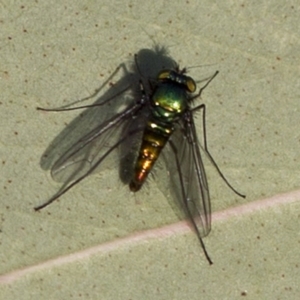 Austrosciapus sp. (genus) at Coree, ACT - 27 Sep 2017 07:50 AM