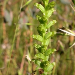 Microtis sp. (Onion Orchid) at Hackett, ACT - 15 Dec 2010 by waltraud