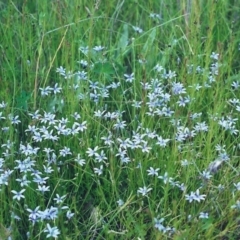 Isotoma fluviatilis subsp. australis (Swamp Isotome) at Conder, ACT - 25 Nov 2000 by michaelb