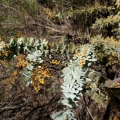 Acacia baileyana (Cootamundra Wattle, Golden Mimosa) at Hackett, ACT - 26 Sep 2017 by WalterEgo