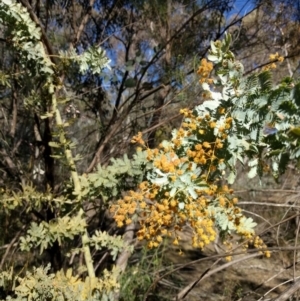 Acacia baileyana at Hackett, ACT - 26 Sep 2017 02:56 PM