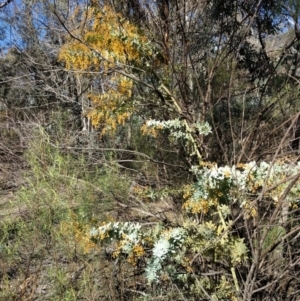 Acacia baileyana at Hackett, ACT - 26 Sep 2017 02:56 PM