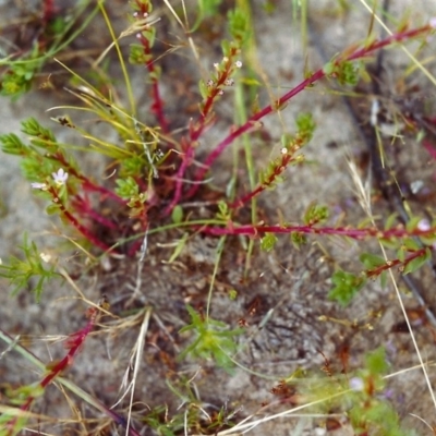 Lythrum hyssopifolia (Small Loosestrife) at Tuggeranong Hill - 23 Nov 1999 by michaelb