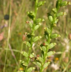 Microtis sp. (Onion Orchid) at Hackett, ACT - 15 Dec 2010 by waltraud