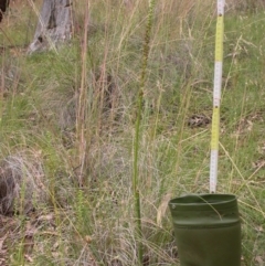 Microtis sp. (Onion Orchid) at Mount Majura - 13 Dec 2010 by waltraud