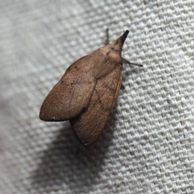 Pararguda nasuta (Wattle Snout Moth) at O'Connor, ACT - 24 Sep 2017 by ibaird