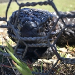 Tiliqua rugosa (Shingleback Lizard) at Mulligans Flat - 28 Sep 2017 by JasonC