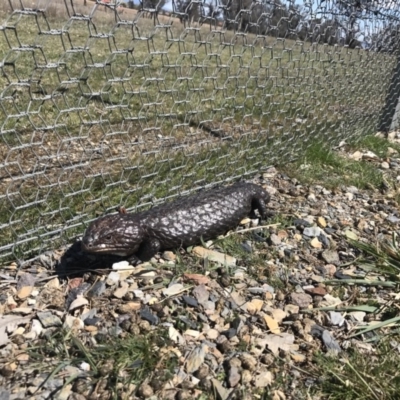 Tiliqua rugosa (Shingleback Lizard) at Gungahlin, ACT - 28 Sep 2017 by JasonC