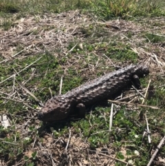 Tiliqua rugosa (Shingleback Lizard) at Mulligans Flat - 28 Sep 2017 by JasonC