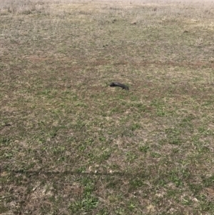 Tiliqua rugosa at Gungahlin, ACT - 28 Sep 2017