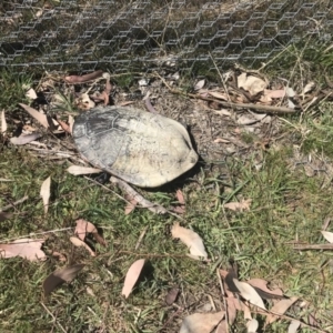 Chelodina longicollis at Gungahlin, ACT - 28 Sep 2017 01:49 PM