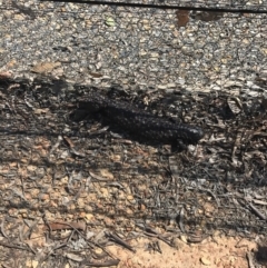 Tiliqua rugosa (Shingleback Lizard) at Forde, ACT - 28 Sep 2017 by JasonC