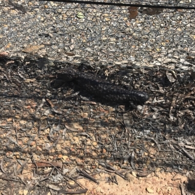 Tiliqua rugosa (Shingleback Lizard) at Forde, ACT - 28 Sep 2017 by JasonC