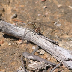 Diplacodes bipunctata (Wandering Percher) at Mulligans Flat - 28 Sep 2017 by MatthewFrawley