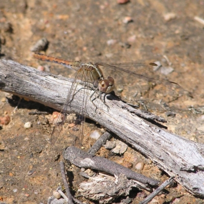 Diplacodes bipunctata (Wandering Percher) at Mulligans Flat - 28 Sep 2017 by MatthewFrawley