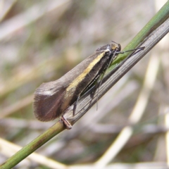 Philobota chrysopotama (A concealer moth) at Mulligans Flat - 28 Sep 2017 by MatthewFrawley