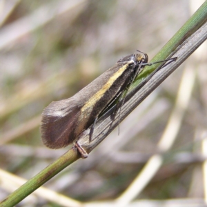 Philobota chrysopotama at Gungahlin, ACT - 28 Sep 2017