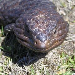 Tiliqua rugosa (Shingleback Lizard) at Gungahlin, ACT - 28 Sep 2017 by MatthewFrawley