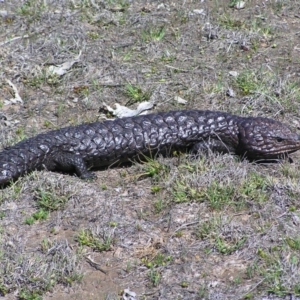 Tiliqua rugosa at Gungahlin, ACT - 28 Sep 2017