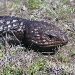 Tiliqua rugosa at Gungahlin, ACT - 28 Sep 2017