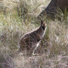 Notamacropus rufogriseus (Red-necked Wallaby) at Mulligans Flat - 28 Sep 2017 by MatthewFrawley