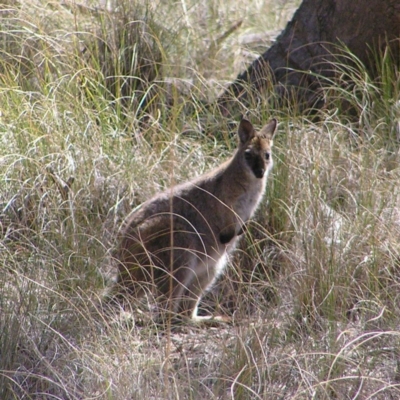 Notamacropus rufogriseus (Red-necked Wallaby) at Gungahlin, ACT - 28 Sep 2017 by MatthewFrawley