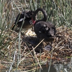 Cygnus atratus (Black Swan) at Lake Burley Griffin Central/East - 27 Sep 2017 by AlisonMilton