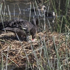 Cygnus atratus at Kingston, ACT - 28 Sep 2017