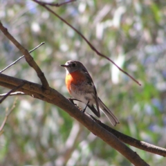 Petroica boodang (Scarlet Robin) at Gungahlin, ACT - 28 Sep 2017 by MatthewFrawley