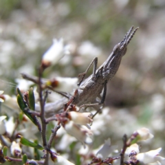 Keyacris scurra (Key's Matchstick Grasshopper) at Mulligans Flat - 28 Sep 2017 by MatthewFrawley