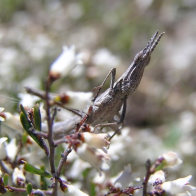 Keyacris scurra (Key's Matchstick Grasshopper) at Forde, ACT - 28 Sep 2017 by MatthewFrawley