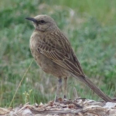 Cincloramphus cruralis (Brown Songlark) at Molonglo Valley, ACT - 28 Sep 2017 by roymcd