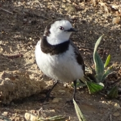 Epthianura albifrons at Yarralumla, ACT - 28 Sep 2017 05:22 PM