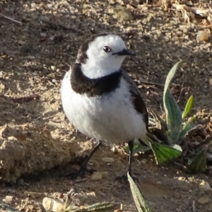 Epthianura albifrons at Yarralumla, ACT - 28 Sep 2017 05:22 PM