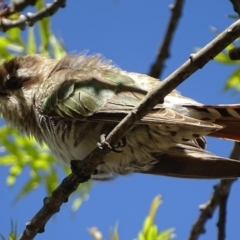 Chrysococcyx basalis (Horsfield's Bronze-Cuckoo) at Parkes, ACT - 28 Sep 2017 by roymcd