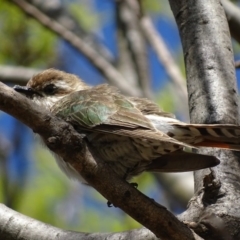 Chrysococcyx basalis at Parkes, ACT - 28 Sep 2017 10:40 AM