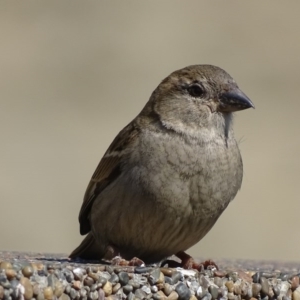 Passer domesticus at Parkes, ACT - 28 Sep 2017 10:34 AM