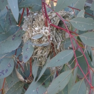 Smicrornis brevirostris at Garran, ACT - 26 Sep 2017