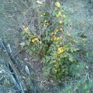 Berberis aquifolium at Hackett, ACT - 28 Sep 2017