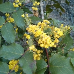 Berberis aquifolium at Hackett, ACT - 28 Sep 2017