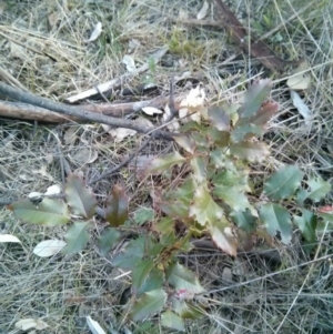 Berberis aquifolium at Hackett, ACT - 28 Sep 2017 05:49 PM