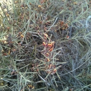 Daviesia genistifolia at Hackett, ACT - 28 Sep 2017