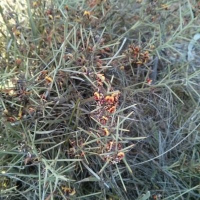 Daviesia genistifolia (Broom Bitter Pea) at Hackett, ACT - 28 Sep 2017 by WalterEgo